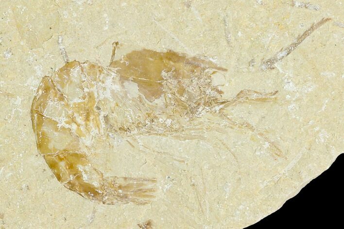 Cretaceous Fossil Shrimp - Lebanon #123940